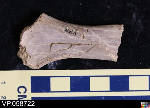 undet. Actinopterygii