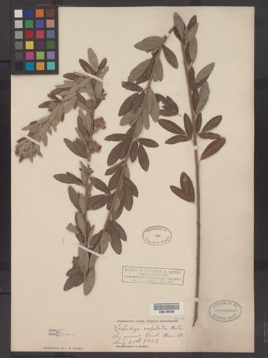 Lespedeza capitata