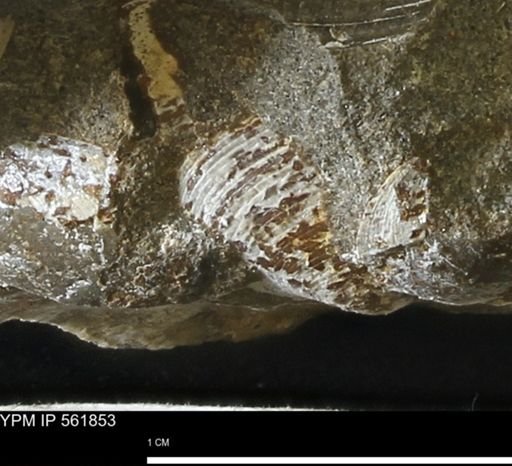 Limopsis sp.