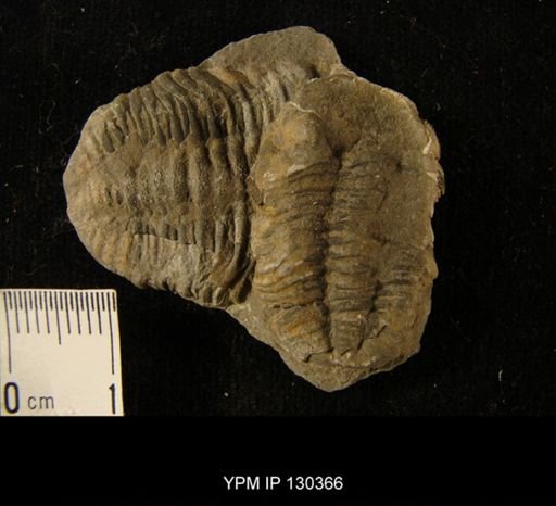 Phacops rana