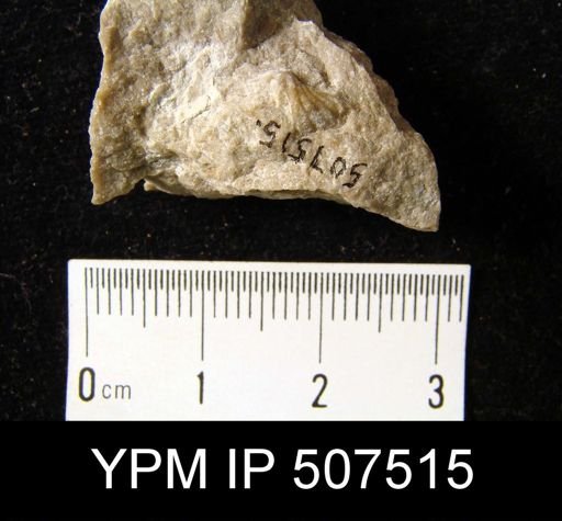 Spirifer sp.