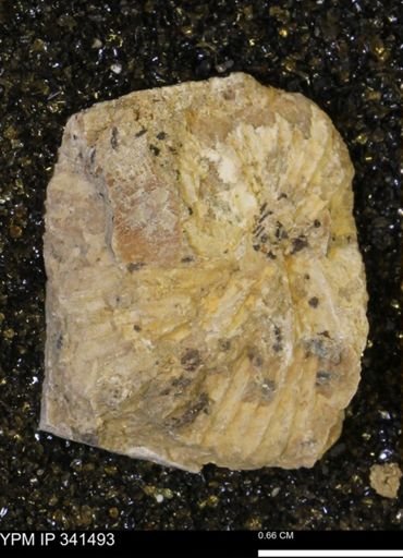 Scaphites sp.