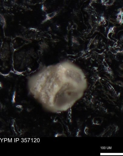 undet. Foraminiferida