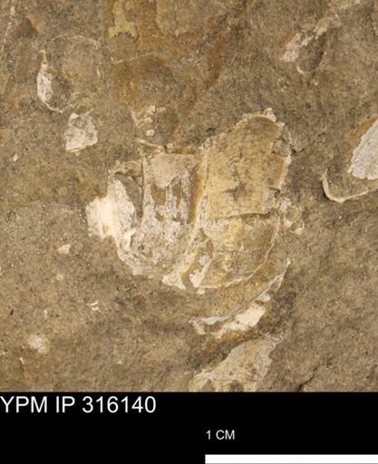 undet. Gastropoda