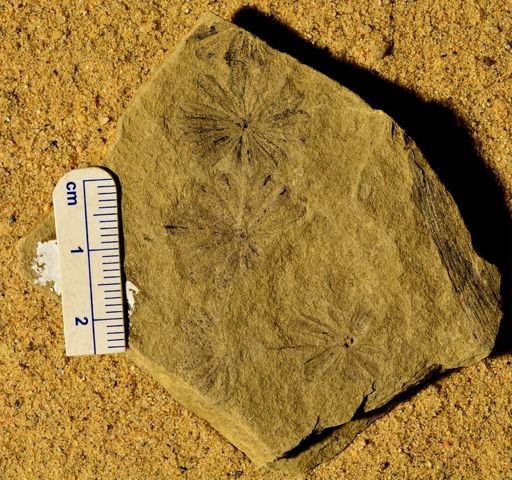 Annularia stellata