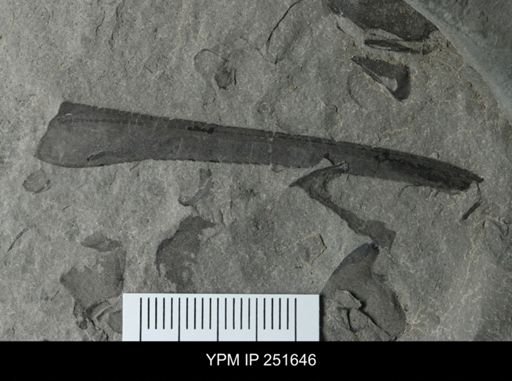 Eurypterus sp.