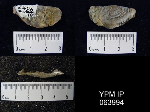 Leptaena tennesseensis