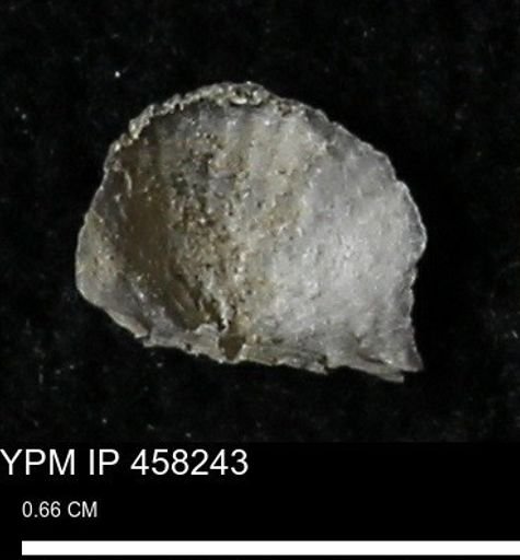 Chonetes mucronatus