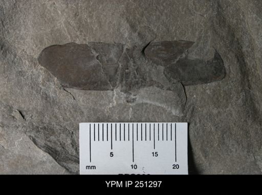 undet. Eurypterida