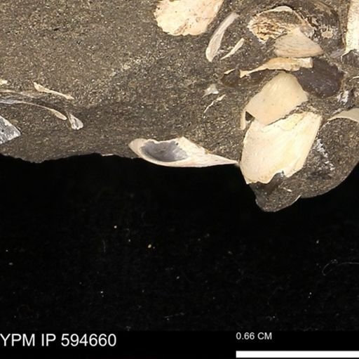 Protocardia sp.