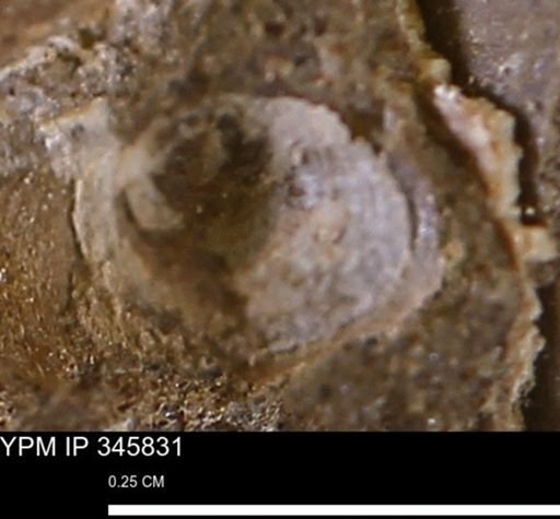 undet. Bivalvia