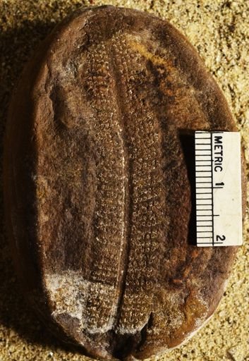 Pecopteris