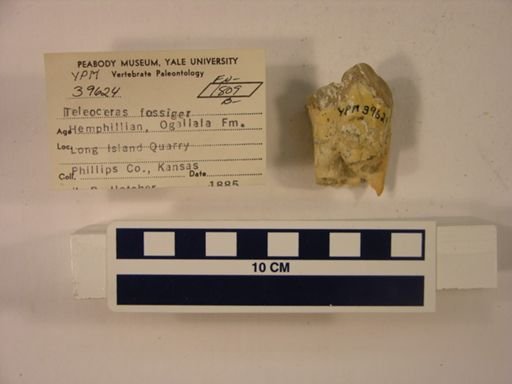 Teleoceras fossiger