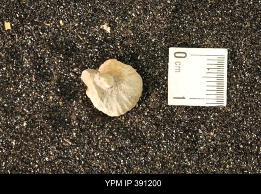 Scaphitidae