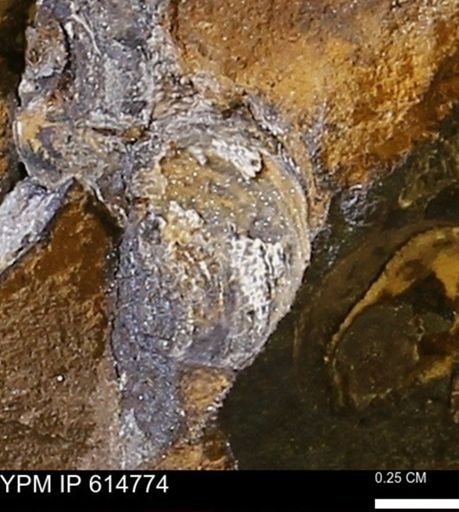 Limopsis striatopunctatus