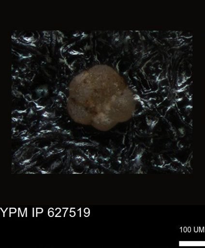 undet. Foraminiferida