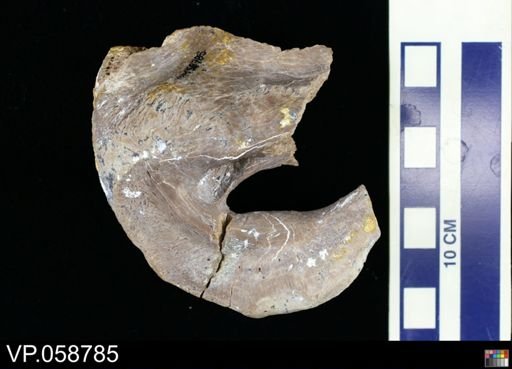 Platecarpus