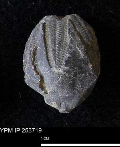 Pentremites sp.