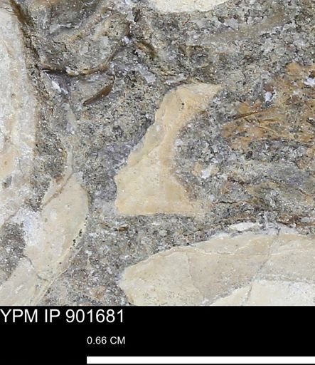 Inoceramus sp.