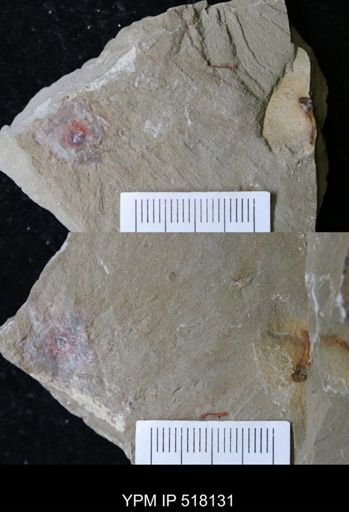 undet. Ichnofossil
