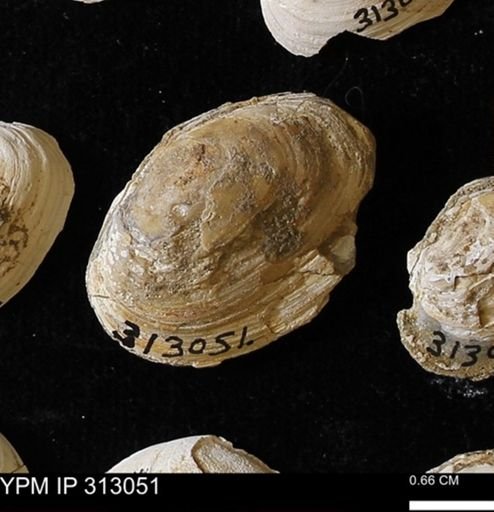 Corbicula