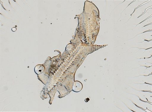 Adalaria proxima
