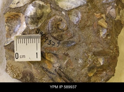Hoploscaphites comprimus