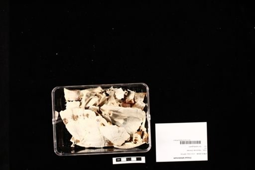 Elseya latisternum
