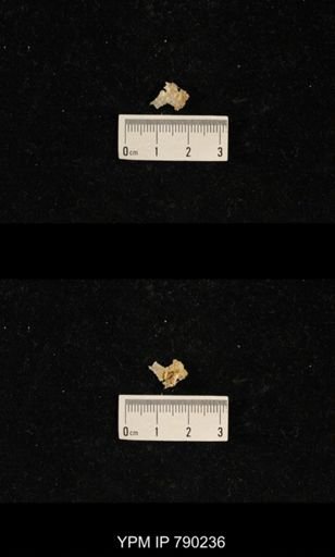 undet. Brachiopoda