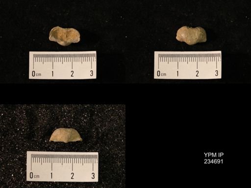 Marginifera splendens