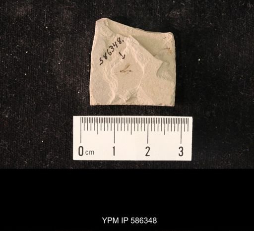 undet. Hymenoptera