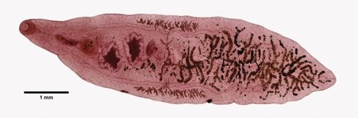 Dicrocoelium dendriticum