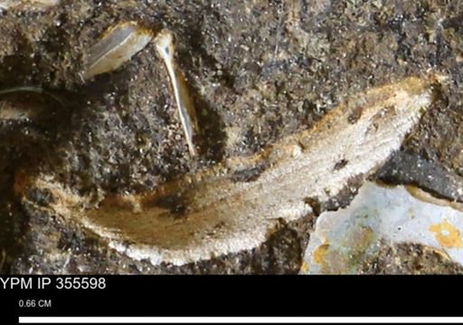 undet. Mollusca