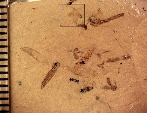 undet. Insecta