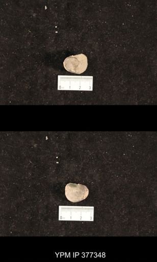 Bellerophon sp.