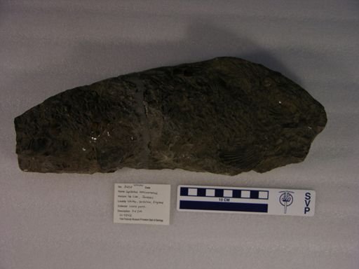 Lepidotus semiserratus