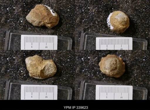 Melania wyomingensis