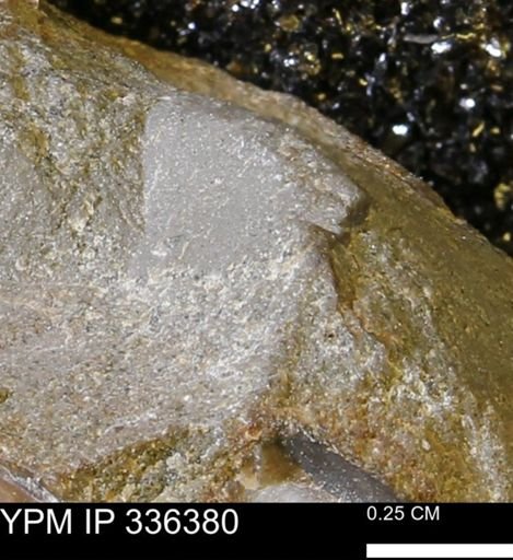 undet. Mollusca