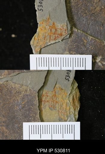 Araneograptus?