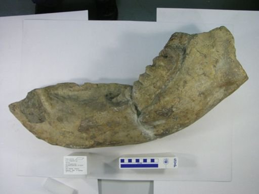 Stegodon sp.
