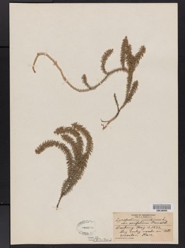 Lycopodium annotinum