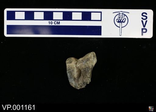 Pteranodon occidentalis