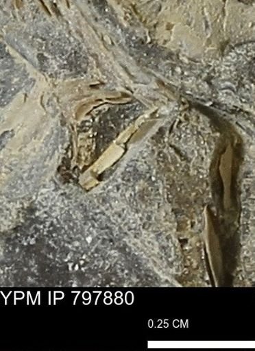 Mollusca