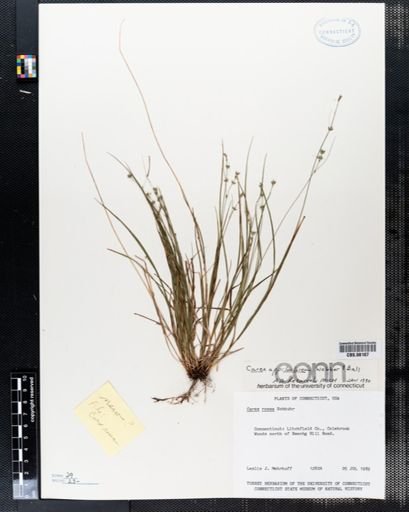 Carex rosea