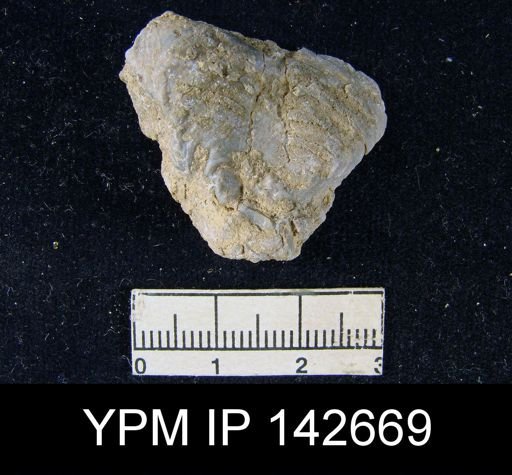 Oldhamina decipiens