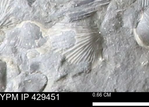Devonochonetes scitulus