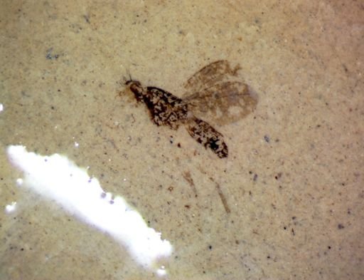 undet. Hymenoptera