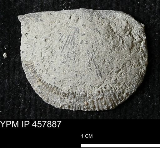 Strophodonta sp.