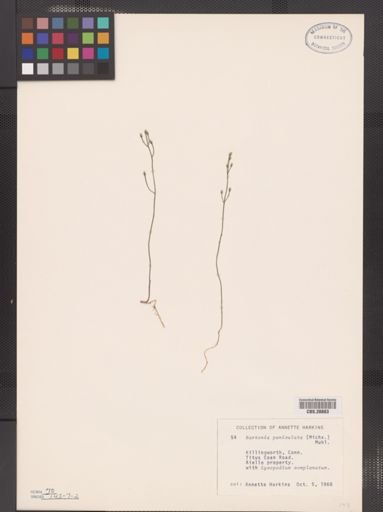 Bartonia paniculata