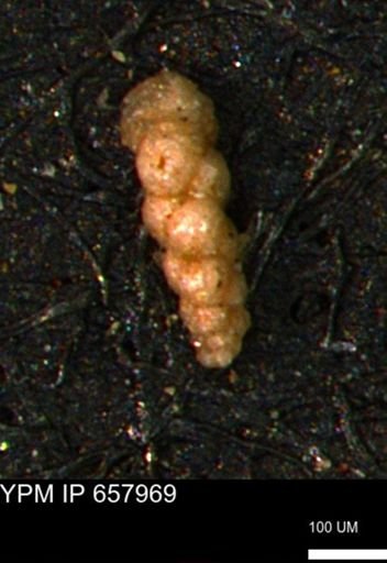 Verneuilinoides kansasensis